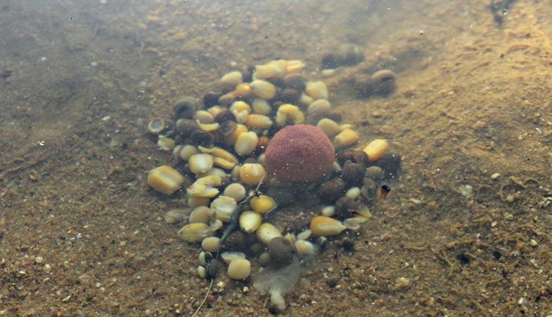 VR Fishing - Engodos de Competi&ccedil;&atilde;o